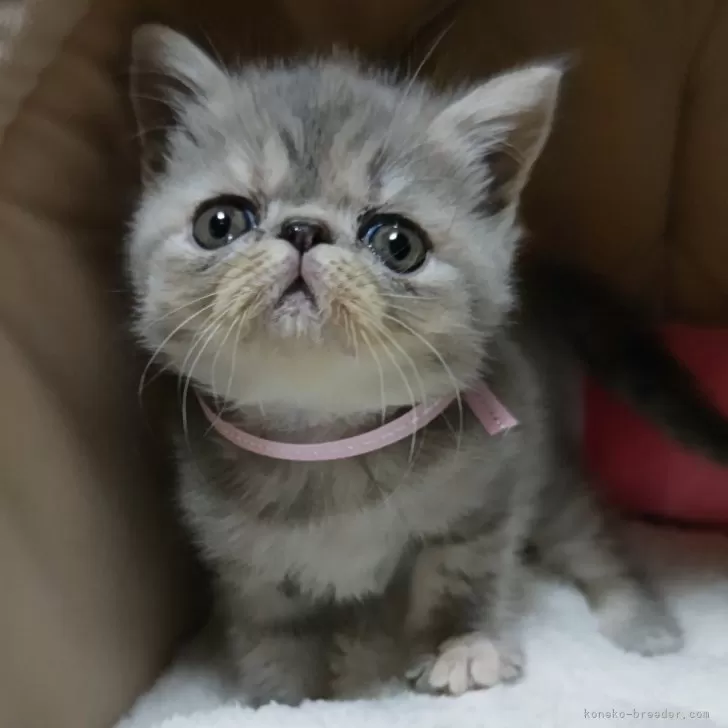 ID：2406-02248の子猫