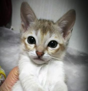 シンガプーラ【埼玉県・女の子・2019年2月12日・セピアアグーティー】の写真「世界最小猫❗お顔も可愛いです💗」