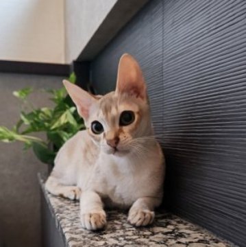 シンガプーラ【埼玉県・男の子・2023年5月7日・セピアアグーティ（短め）】の写真「希少な世界最小猫種✨父猫グランドチャンピオン👑」