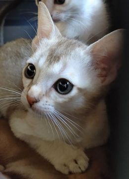 シンガプーラ【埼玉県・男の子・2021年3月6日・セピアアグーティ】の写真「世界最小猫種❤️活発だけど甘えん坊なイケメン君💕」