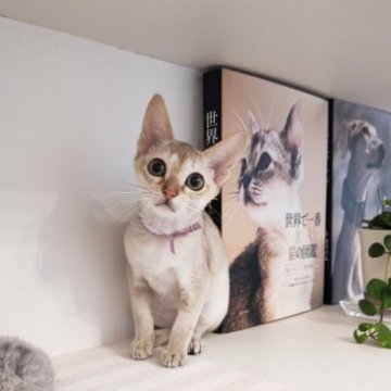 シンガプーラ【埼玉県・女の子・2023年2月16日・セピアアグーティ】の写真「希少世界最小猫種小さくて可愛いです💗」