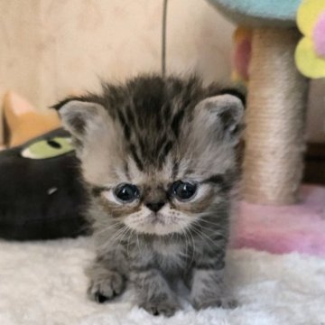 エキゾチックショートヘア【埼玉県・男の子・2023年9月11日・ブラウンタビー（ショート）】の写真「父猫チャンピオン👑」