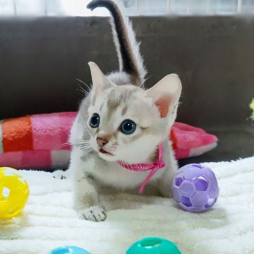 シンガプーラ【埼玉県・女の子・2024年5月20日・セピアアグーティ（短い）】の写真「希少な世界最小猫種✨」