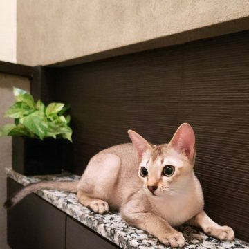 シンガプーラ【埼玉県・男の子・2024年5月20日・セピアアグーティ（短い）】の写真「希少な世界最小猫種✨父猫グランドチャンピオン👑」