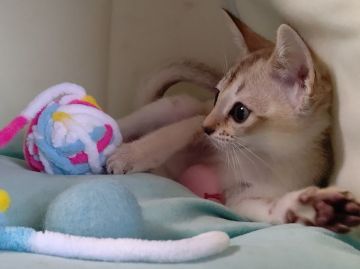 シンガプーラ【埼玉県・男の子・2021年3月24日・セピアアグーティ】の写真「世界最小猫種✨小さな妖精シンガプーラ🧚‍♂️💖」