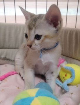 シンガプーラ【埼玉県・男の子・2020年3月7日・セピアアグーティ】の写真「世界最小猫種シンガプーラ💖可愛いおっとり僕ちゃん」