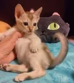 シンガプーラ【埼玉県・男の子・2020年1月24日・セピアアグーティ】の写真1「イケメンに育っています😊💕」