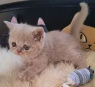 エキゾチックショートヘア【埼玉県・女の子・2022年3月16日・クリームタビー】の写真1「優しいお顔のおっとりちゃん❣️」