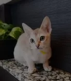 シンガプーラ【埼玉県・男の子・2024年8月5日・セピアアグーティ】の写真2「生後３ヶ月を過ぎシンガプーラらしい容姿になってきました✨小さくてもしっかりした身体です✨」