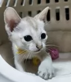 シンガプーラ【埼玉県・男の子・2024年5月20日・セピアアグーティ】の写真2「実物は本当に小さいのでビックリされる方が多いです✨😊」