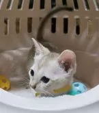 シンガプーラ【埼玉県・男の子・2024年5月20日・セピアアグーティ】の写真3「甘えん坊で人懐っこいシンガプーラ✨」