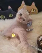 エキゾチックショートヘア【埼玉県・女の子・2022年3月16日・クリームタビー】の写真4