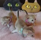 シンガプーラ【埼玉県・男の子・2020年1月24日・セピアアグーティ】の写真5「可愛らしい天使達👼💖」