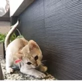 シンガプーラ【埼玉県・女の子・2025年8月4日・セピアアグーティ】の写真11