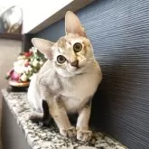 シンガプーラ【埼玉県・男の子・2025年7月11日・セピアアグーティ】の写真3「お口をぷっくりさせたお顔がまた可愛いのです😆💙」