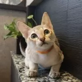 シンガプーラ【埼玉県・男の子・2025年7月11日・セピアアグーティ】の写真9