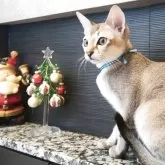 シンガプーラ【埼玉県・男の子・2025年7月11日・セピアアグーティ】の写真11