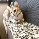 シンガプーラ【埼玉県・男の子・2025年7月11日・セピアアグーティ】の写真12