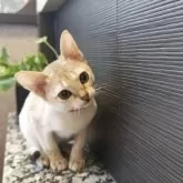 シンガプーラ【埼玉県・女の子・2025年8月4日・セピアアグーティ】の写真14