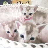 シンガプーラ【埼玉県・女の子・2025年9月4日・セピアアグーティ】の写真13