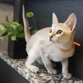 シンガプーラ【埼玉県・男の子・2025年7月11日・セピアアグーティ】の写真14