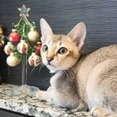 シンガプーラ【埼玉県・男の子・2025年7月11日・セピアアグーティ】の写真9