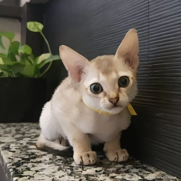 M.K 様のお迎えした子猫