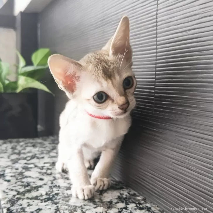みささん 様のお迎えした子猫