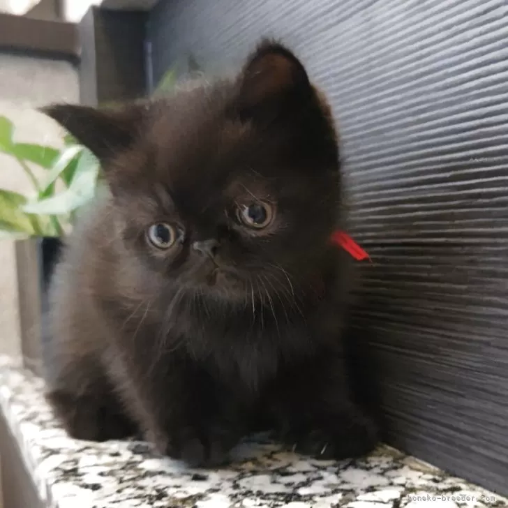 りー 様のお迎えした子猫