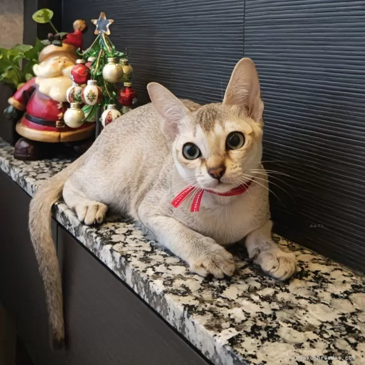 シンガプーラ【埼玉県・女の子・2025年7月18日・セピアアグーティ】の写真1「生後４ヶ月を過ぎましたので価格は下げさせて頂きましたが美しくしっかりとした女の子に成長しています💕」