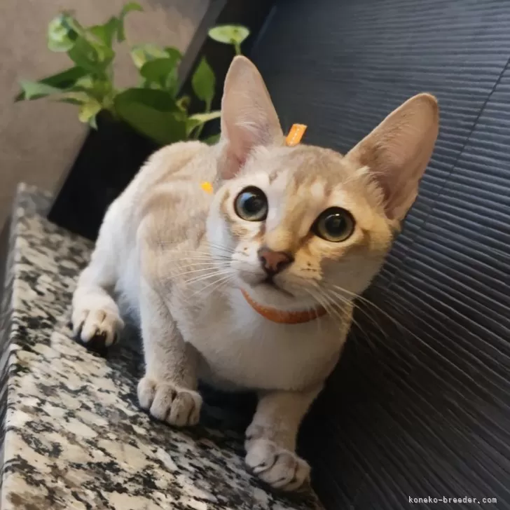 シンガプーラ【埼玉県・男の子・2025年7月11日・セピアアグーティ】の写真1「実物もキレイな男の子です✨甘えん坊なイケメン君に是非会いに来て下さい😊✨」