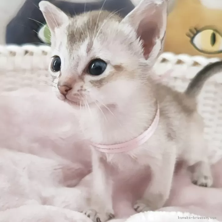 シンガプーラ【埼玉県・女の子・2025年9月4日・セピアアグーティ】の写真1「現在1ヶ月になります。表情も出てきて目をキラキラさせて色々な物に興味津々😊可愛らしい時期です❤️」