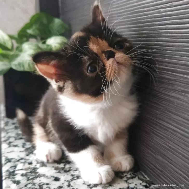 Ｆ 様のお迎えした子猫