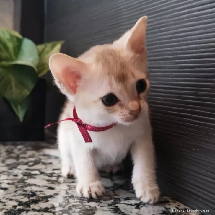 ID：2504-02310の子猫