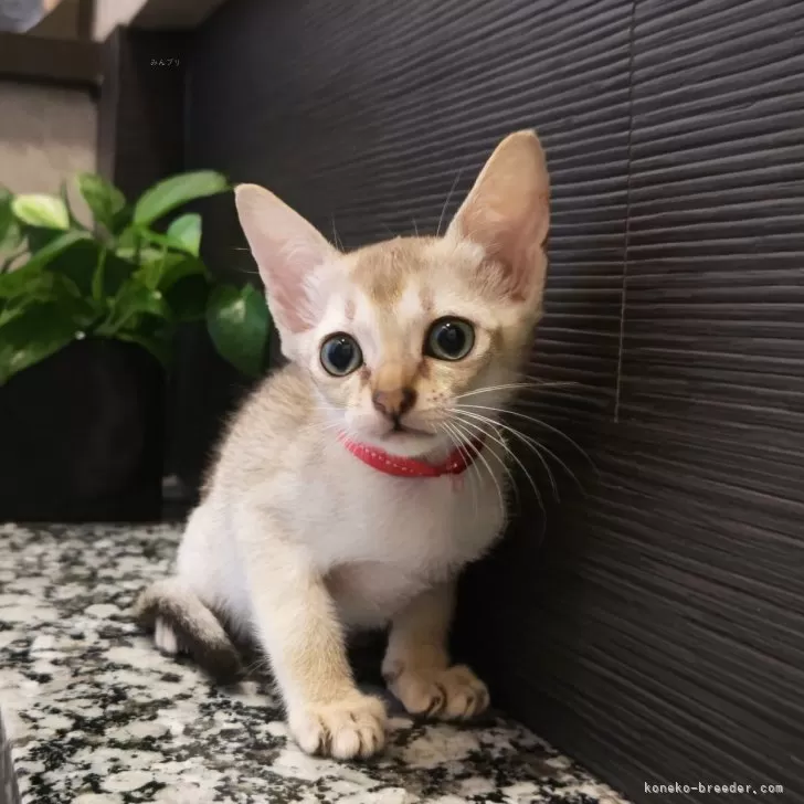 ID：2507-01797の子猫