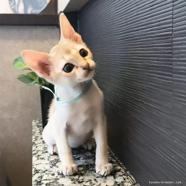 あやち 様のお迎えした子猫