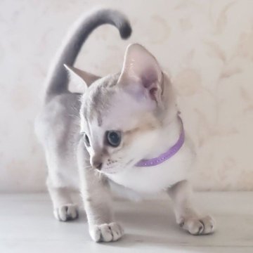 シンガプーラ【埼玉県・女の子・2025年8月1日・セピアアグーティ(短い)】の写真「両親チャンピオン👑希少な世界最小猫種✨」