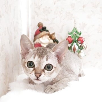 シンガプーラ【埼玉県・女の子・2025年8月1日・セピアアグーティ（短い）】の写真「両親チャンピオン👑希少な世界最小猫種✨」