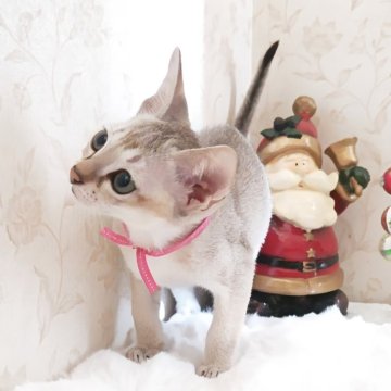 シンガプーラ【埼玉県・女の子・2025年9月4日・セピアアグーティ（短い）】の写真「希少な世界最小猫種✨父猫グランドチャンピオン👑」