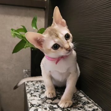 シンガプーラ【埼玉県・女の子・2025年8月1日・セピアアグーティ（短い）】の写真「両親チャンピオン👑希少な世界最小猫種✨」