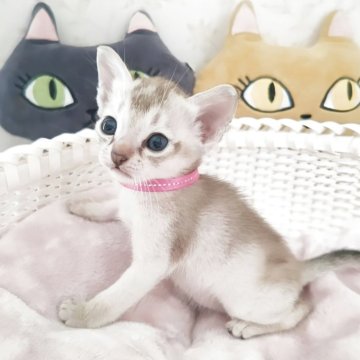 シンガプーラ【埼玉県・女の子・2025年9月4日・セピアアグーティ（短い）】の写真「希少な世界最小猫種✨父猫グランドチャンピオン👑」