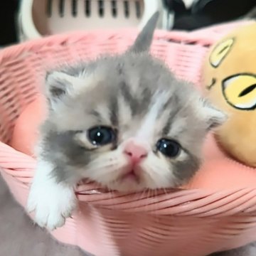 エキゾチックショートヘア【埼玉県・男の子・2025年4月1日・ブルー&ホワイト（ショート）】の写真「父猫チャンピオン👑超おっとり僕ちゃん❤️」