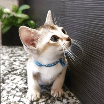 シンガプーラ【埼玉県・男の子・2025年5月10日・セピアアグーティ（短い）】の写真「希少な世界最小猫種✨小さな妖精と言われています❤️」