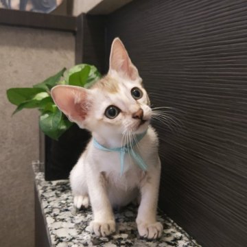 シンガプーラ【埼玉県・男の子・2025年5月16日・セピアアグーティ（短め）】の写真「希少な世界最小猫種✨父猫グランドチャンピオン👑」