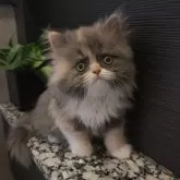 エキゾチックショートヘア