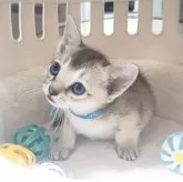 シンガプーラ