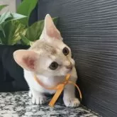 シンガプーラ