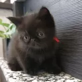 エキゾチックショートヘア