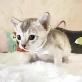 シンガプーラ