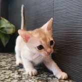 シンガプーラ